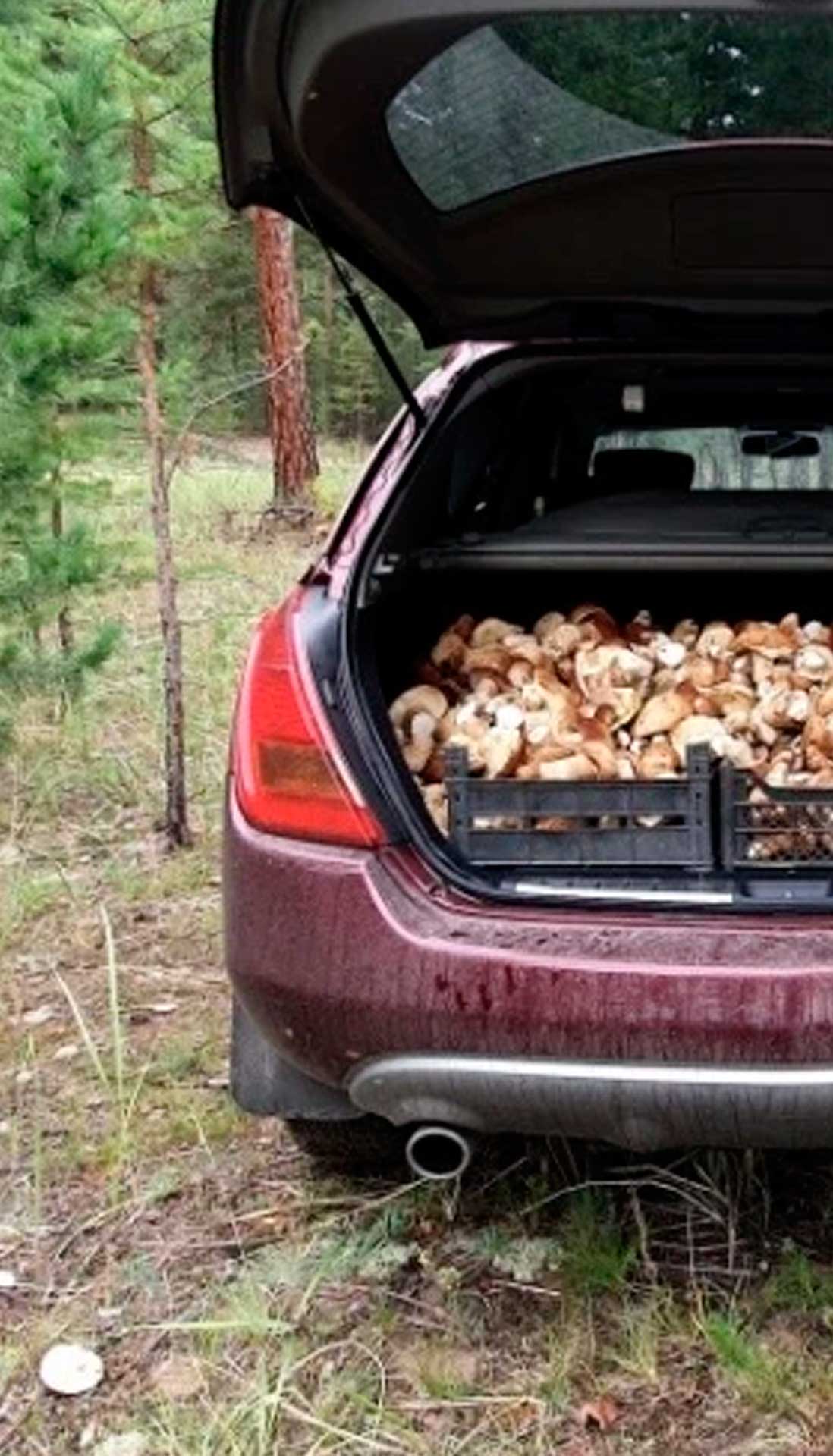 Грибы Сырьё