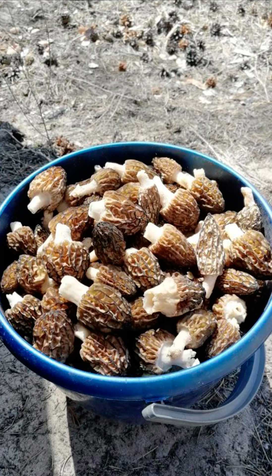 Сморчки лесные деликатес из сердца Алтая
