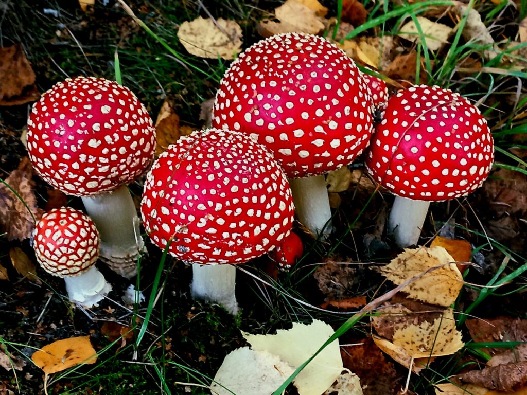 мухомор алтайский