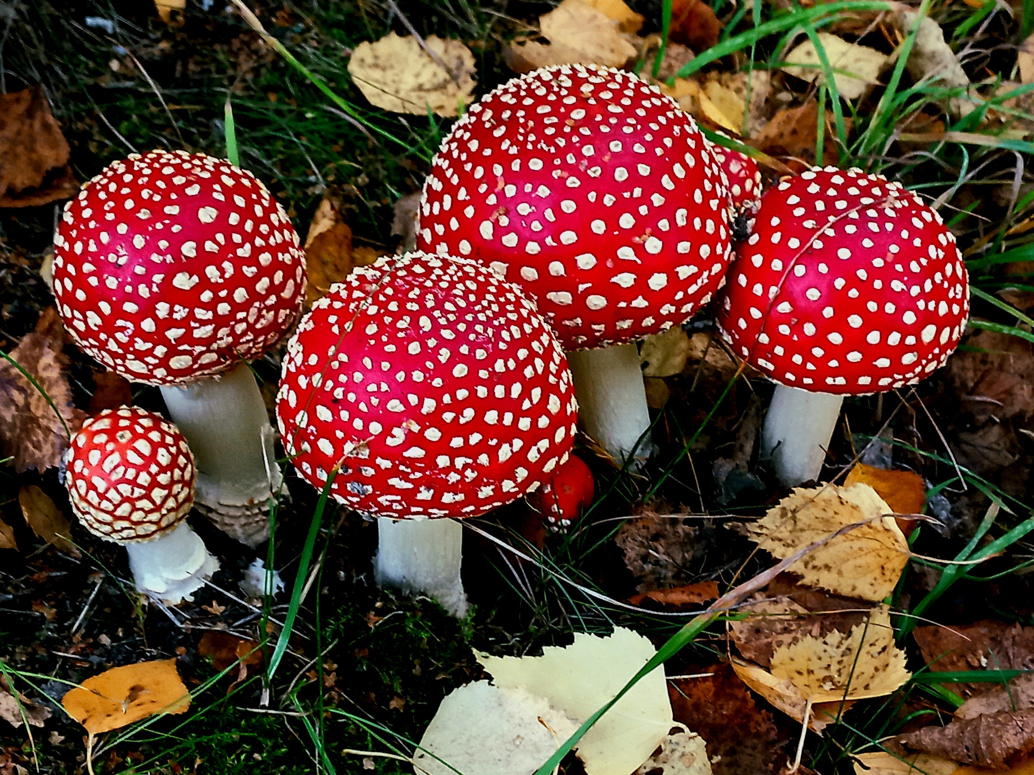 мухомор алтайский